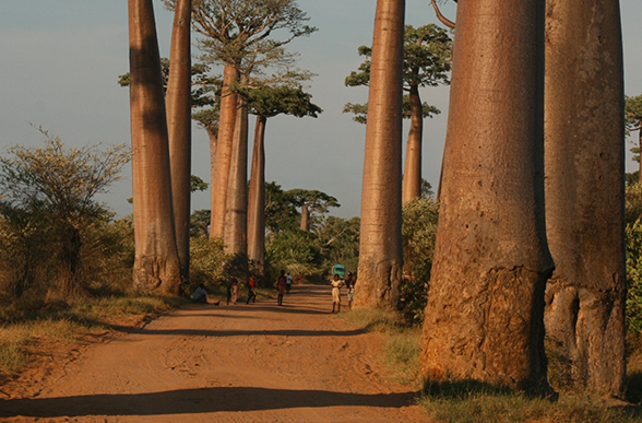 joyaux-madagascar-marcher joyaux-madagascar-marcher